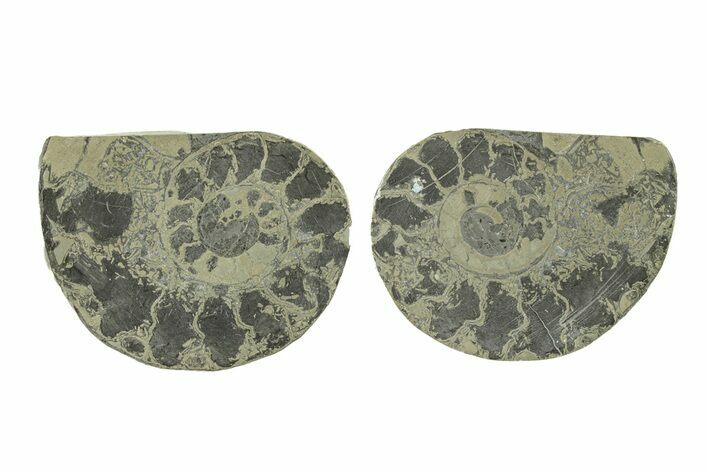 Pyritized Cut Ammonite Fossil Pair - Morocco #276696